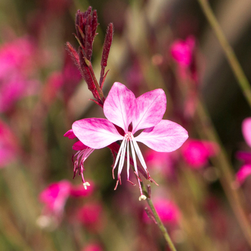 Gaura lindheimeri 'Rosy Jane' - Gaura lindheimeri 'Rosy Jane'