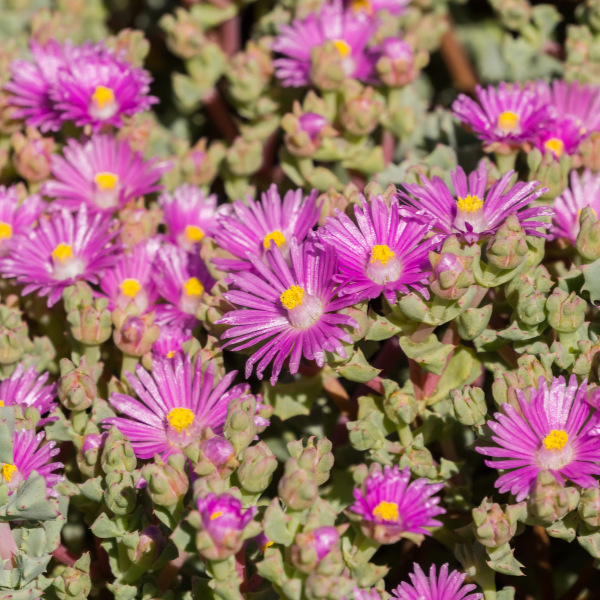 Pourpier 'Jewel Of Desert Opal' - Delosperma 'Jewel Of Desert Opal'