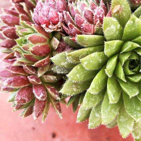 Joubarbe à rosette vert orangé - Sempervivum CHICK CHARMS 'Cinnamon Starbust'