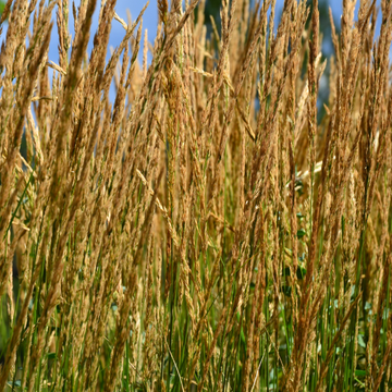Calamagrostide 'Karl Foerster' - Calamagrostis acutiflora 'Karl Foerster'