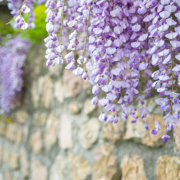 Glycine japonaise 'Macrobotrys' - Wisteria floribunda 'Macrobotrys'