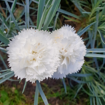 Oeillet blanc -  plumarius 'Haytor White'