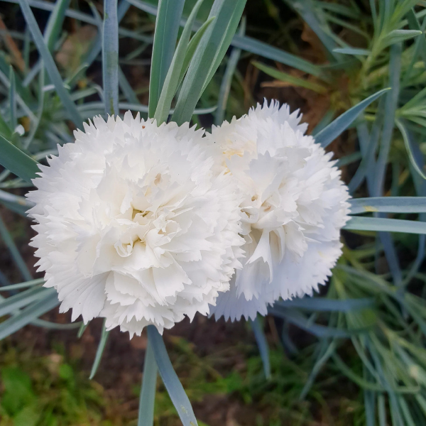 Oeillet blanc -  plumarius 'Haytor White'