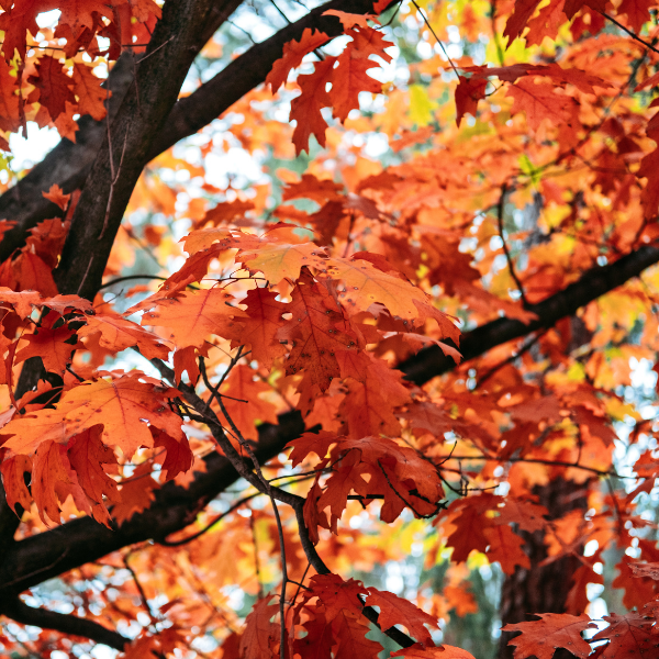 Chêne rouge d'Amérique - Quercus rubra