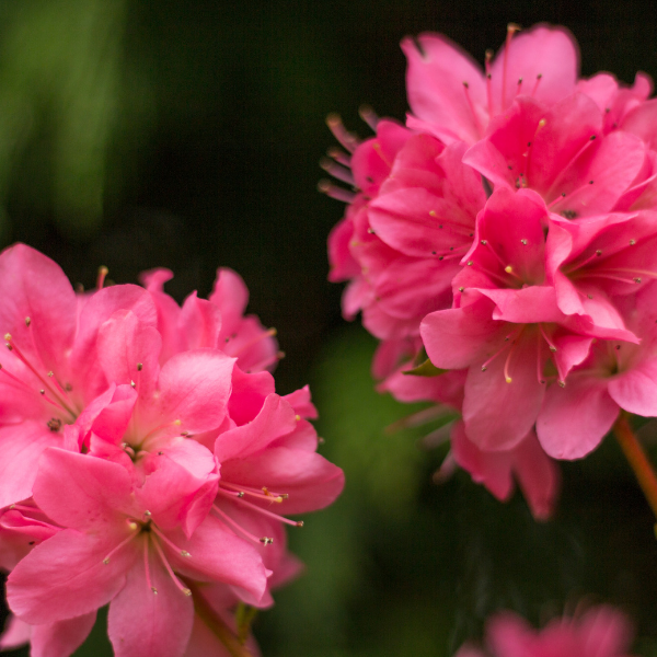 Azalée Japonica 'Gorbella' - Azalea Japonica 'Gorbella'