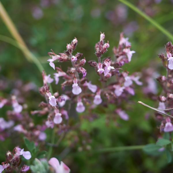 Teucrium Chamaedrys