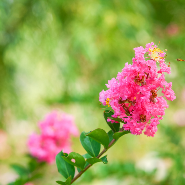 Lilas des Indes indica Fuchsia d'été® 'Indyfus' - Lagerstroemia indica 'Fuchia d'Eté'