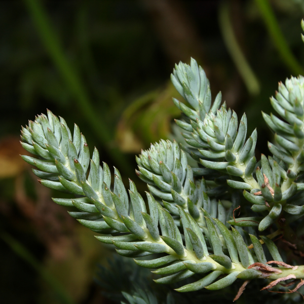 Sedum Reflexum Blue Spruce