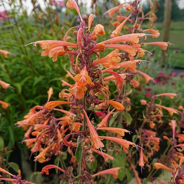 Agastache 'Apricot Sprite' - Agastache aurantiaca 'Apricot Sprite'