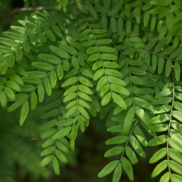Févier d'Amérique - Gleditsia triacanthos