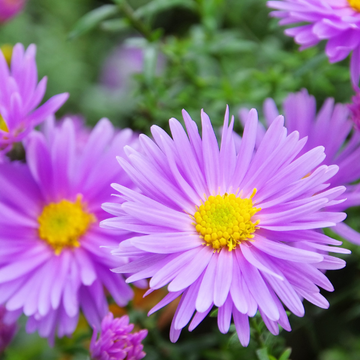 Aster Grand D'Automne 'Patricia Ballard' - Aster Novi-Belgii 'Patricia Ballard'