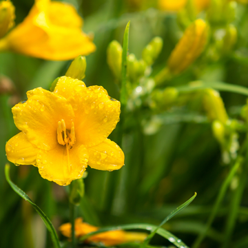 Lis d'un jour, Hémérocalle 'Stella De Oro' -  Hemerocallis 'Stella De Oro'