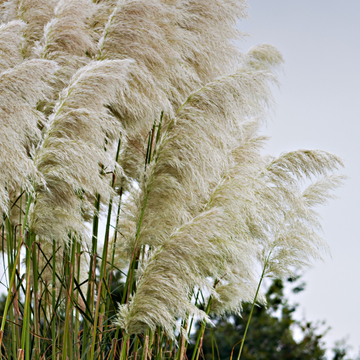Herbe des pampas 'White Plume' - Cortaderia selloana 'White Plume'