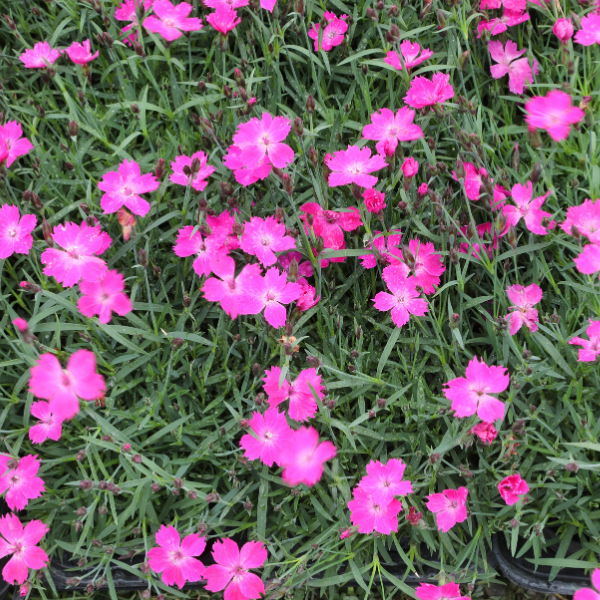 Oeillet 'Kahori' - Dianthus 'Kahori'