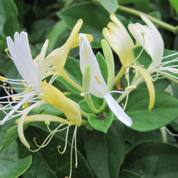 Chèvrefeuille du Japon 'Halliana' - Lonicera japonica 'Halliana'