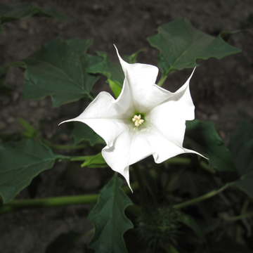 Datura Mix - Datura mixta