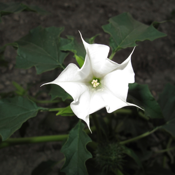Datura Mix - Datura mixta
