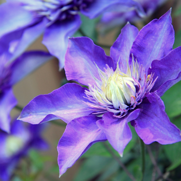 Clématite 'Multi Blue' - Clematis 'Multi Blue'