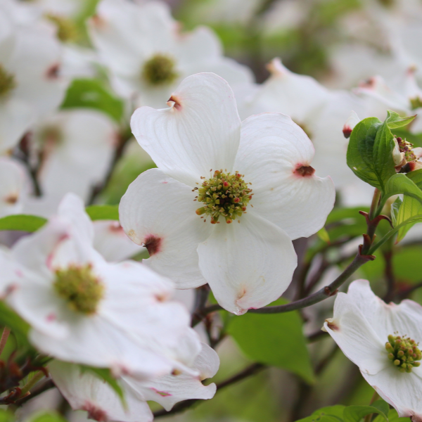 Cornouiller Du Japon 'Teutonia' - Cornus Kousa 'Teutonia'
