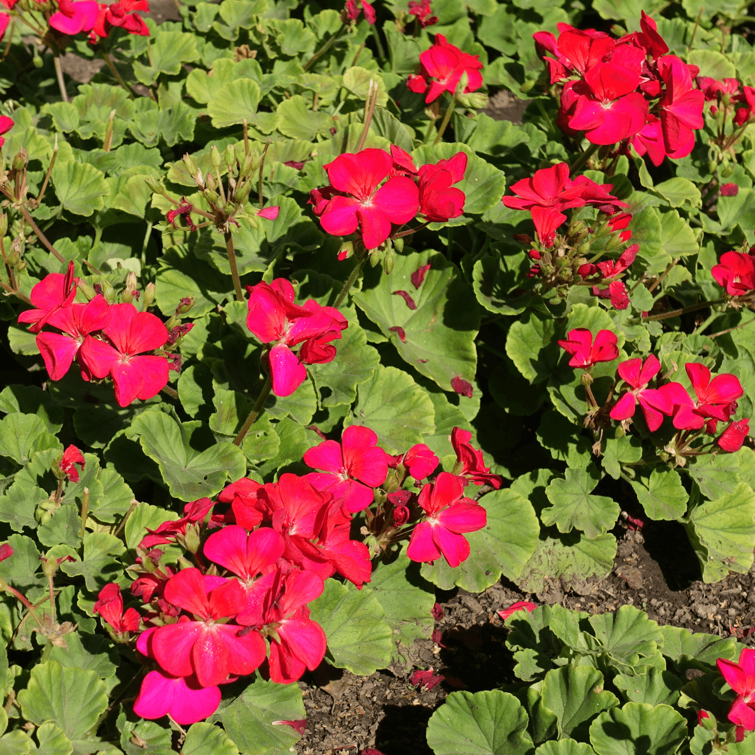 Géranium Zonale - Pelargonium x hortorum - FLEURANDIE