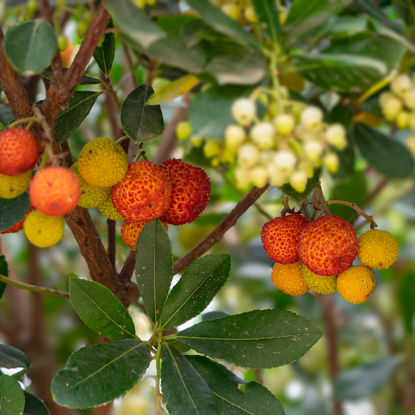 Arbousier, Arbre à fraises 'Roselily' - Arbutus unedo 'Roselily'