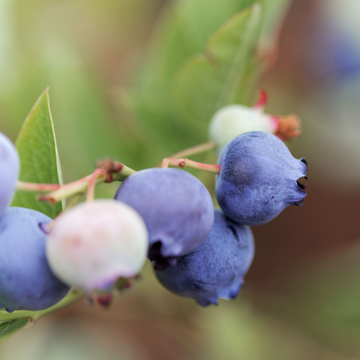 Myrtille d'Amérique 'Berkeley' - Vaccinium corymbosum 'Berkeley'