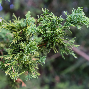 Cyprès hinoki du Japon 'Nana Gracilis' - Chamaecyparis obtusa 'Nana Gracilis'