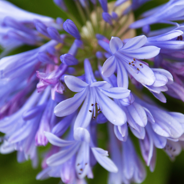 Agapanthe 'Bluety' - Agapanthus 'Bluety'