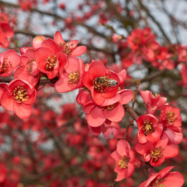 Cognassier du Japon Umbilicata - Chaenomeles Speciosa Umbilicata