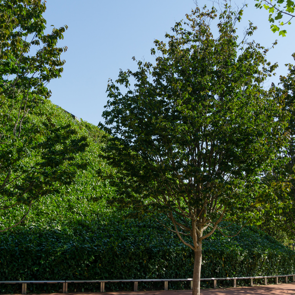 Arbre de fer - Parrotia persica