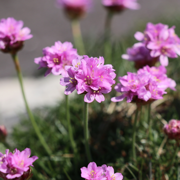 Gazon d'Espagne, Armérie maritime - Rosea' Armeria maritima 'Rosea'