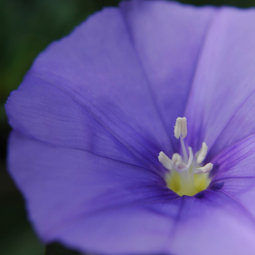 Liseron de mauritanie bleu - Convolvulus mauritanicus