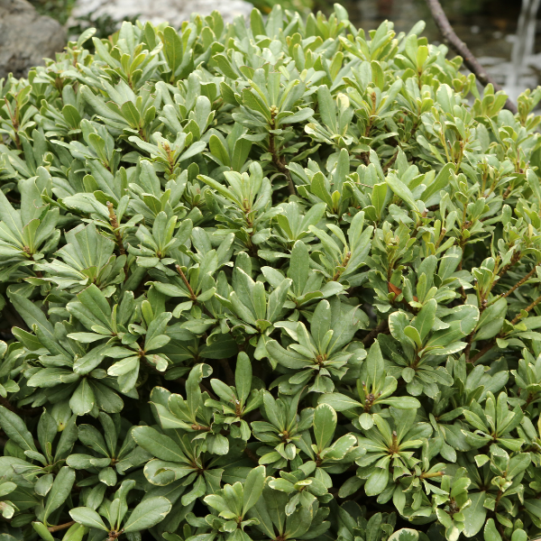 Pittosporum tobira 'Nana' - Pittosporum tobira 'Nana'