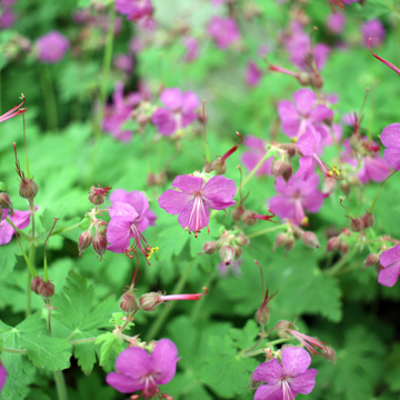 Géranium vivace macrorrhizum