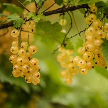 Groseillier 'Versaillaise Blanche' - Ribes rubrum 'Versaillaise Blanche'