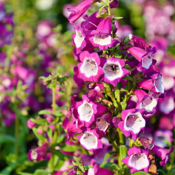 Penstemon Polaris Purple