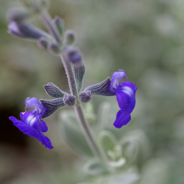 Sauge du Mexique 'Silver leaves' - Salvia chamaedryoides 'Silver leaves'