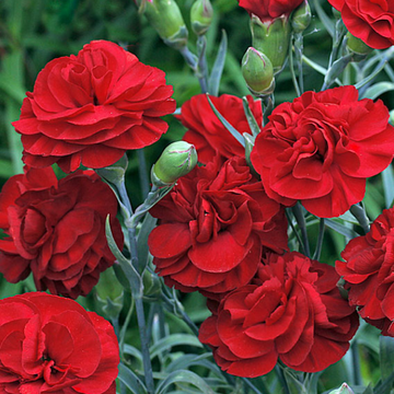 Oeillet Mignardise Rouge Foncé - Dianthus plumarius 'Houndspool Cherry