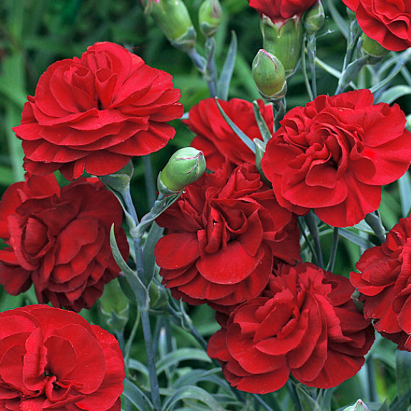 Oeillet Mignardise Rouge Foncé - Dianthus plumarius 'Houndspool Cherry