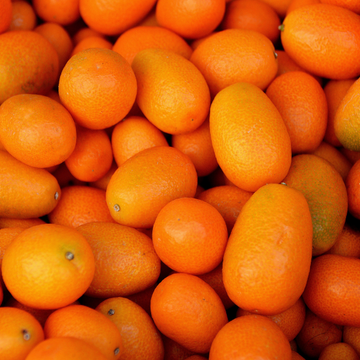 Kumquat à fruits ovales 'Nagami' - Fortunella margarita 'Nagami'