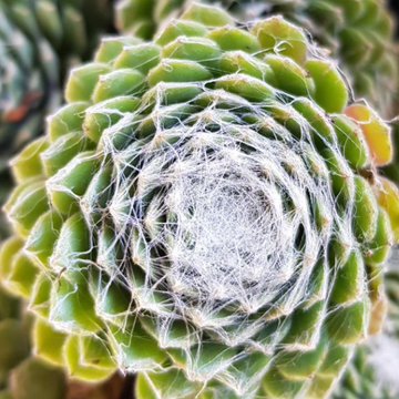 Joubarbe à rosette vert et blanc au centre - Sempervivum CHICK CHARMS 'Cotton Candy'
