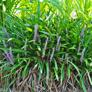 Liriope spicata - Liriope spicata