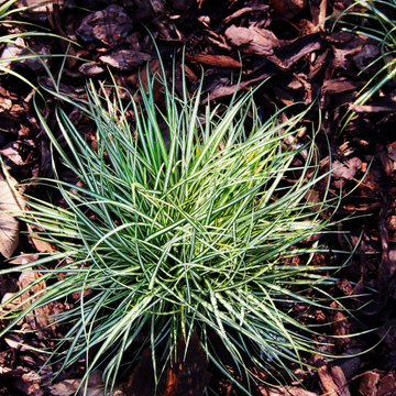 Laîche 'Variegata' - Carex brunnea 'Variegata'