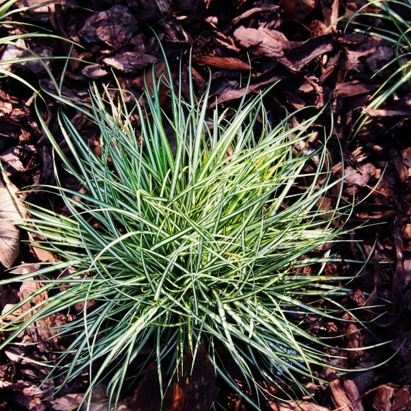 Laîche 'Variegata' - Carex brunnea 'Variegata'
