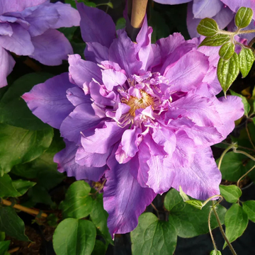 Clematite 'Vyvyan Pennell' - Clematis 'Vyvyan Pennell'