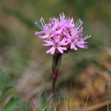 Lychnis des Alpes - Lychnis alpina