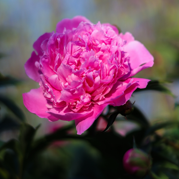 Pivoine Lactiflora Jacorma - Paeonia x lactiflora Jacorma