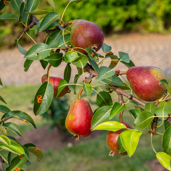 Poirier 'William Rouge' - Pyrus communis 'William Rouge'