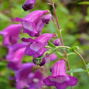 Galane 'Gloire des quatre rues' - Penstemon 'Gloire des quatre rues'