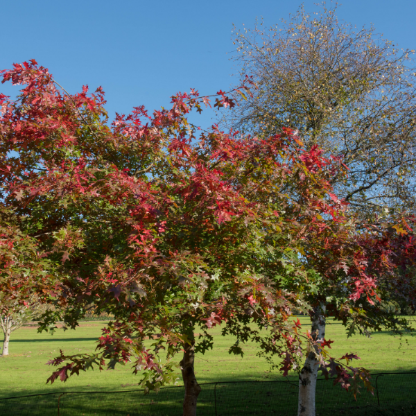 Chêne des marais - Quercus palustris